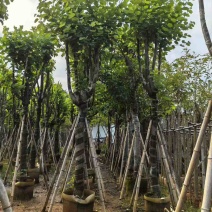 宫粉紫荆骨架8-25分，基地直销，大量现货，欢迎选购