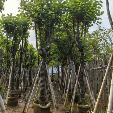 宫粉紫荆骨架8-25分，基地直销，大量现货，欢迎选购
