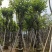 宫粉紫荆骨架8-25分，基地直销，大量现货，欢迎选购