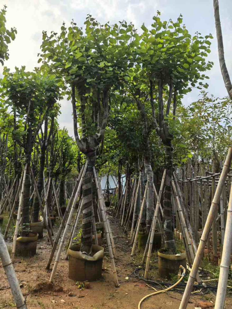 宫粉紫荆骨架8-25分，基地直销，大量现货，欢迎选购