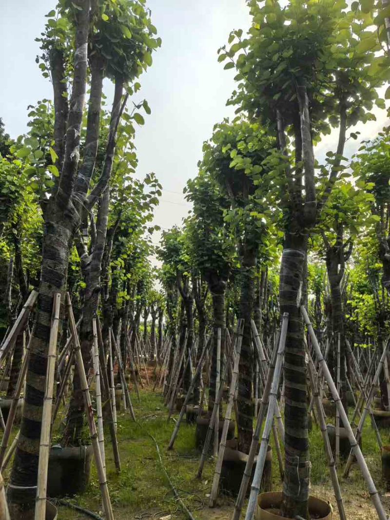 宫粉紫荆骨架8-25分，基地直销，大量现货，欢迎选购