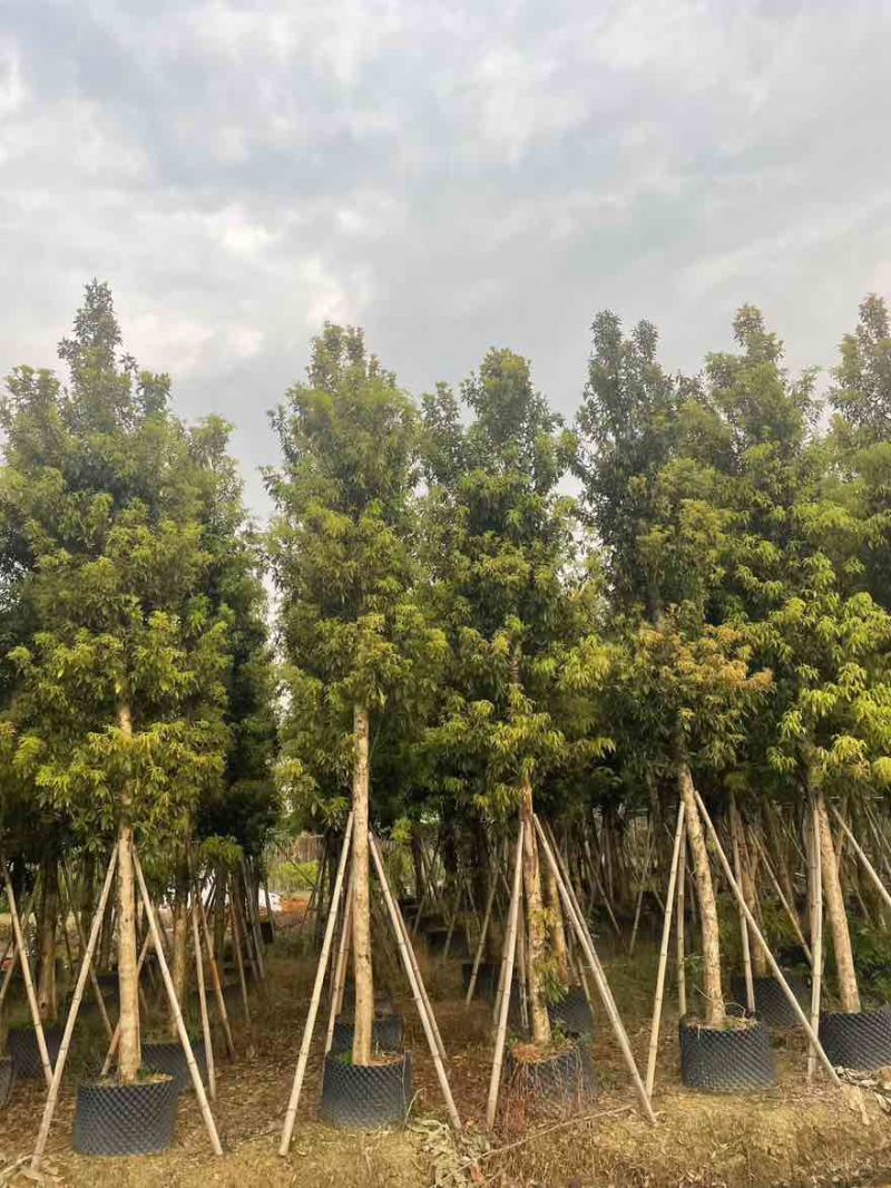 金丝楠木3-25分，基地直销，价格优惠，大量现货，有意联系