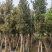 金丝楠木3-25分，基地直销，价格优惠，大量现货，有意联系