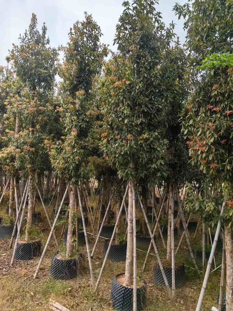 金丝楠木3-25分，基地直销，价格优惠，大量现货，有意联系