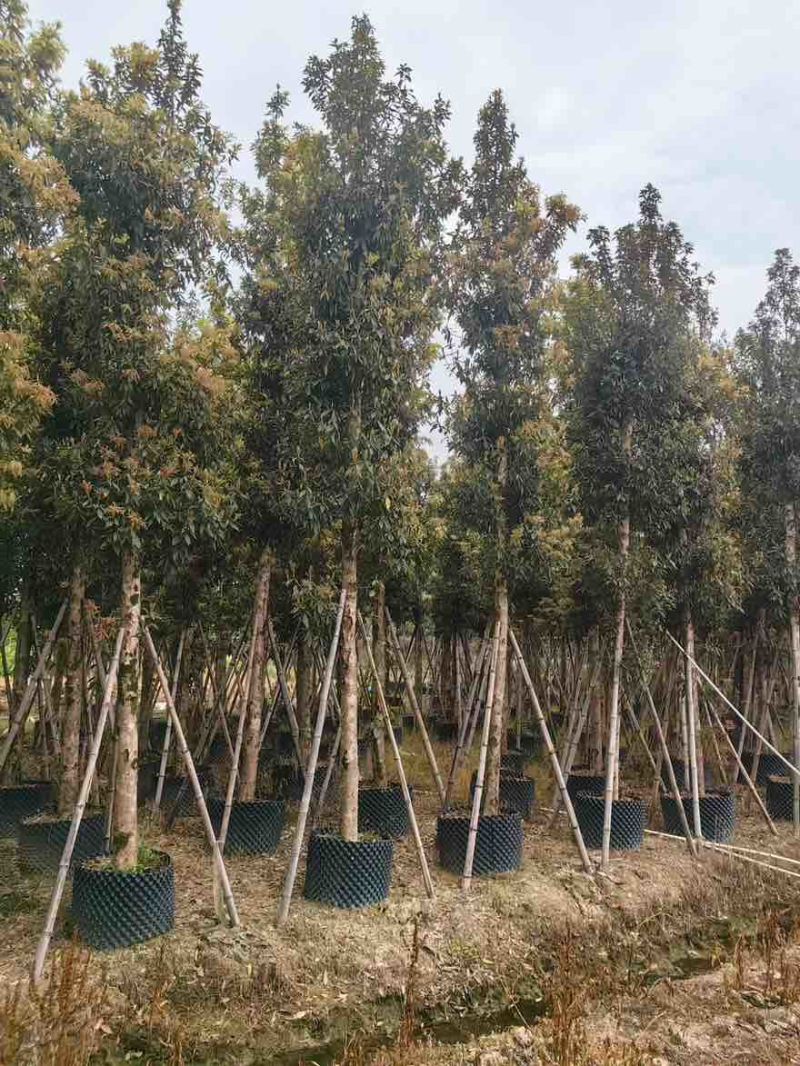 金丝楠木3-25分，基地直销，价格优惠，大量现货，有意联系