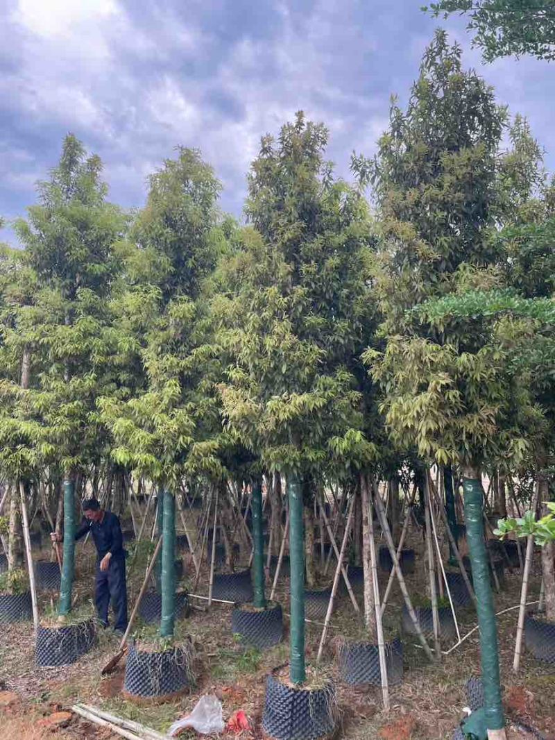 金丝楠木3-25分，基地直销，价格优惠，大量现货，有意联系