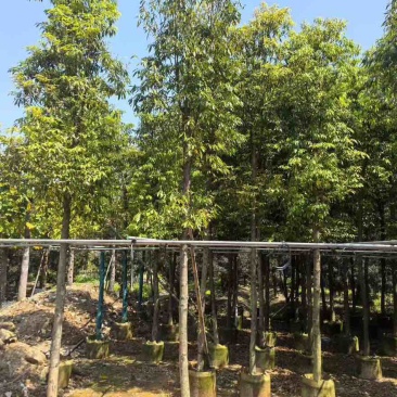 金丝楠木3-25分，基地直销，价格优惠，大量现货，有意联系