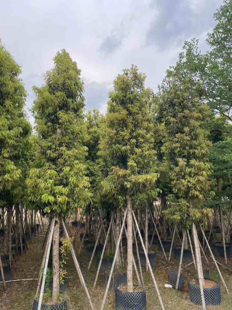 金丝楠木3-25分，基地直销，价格优惠，大量现货，有意联系