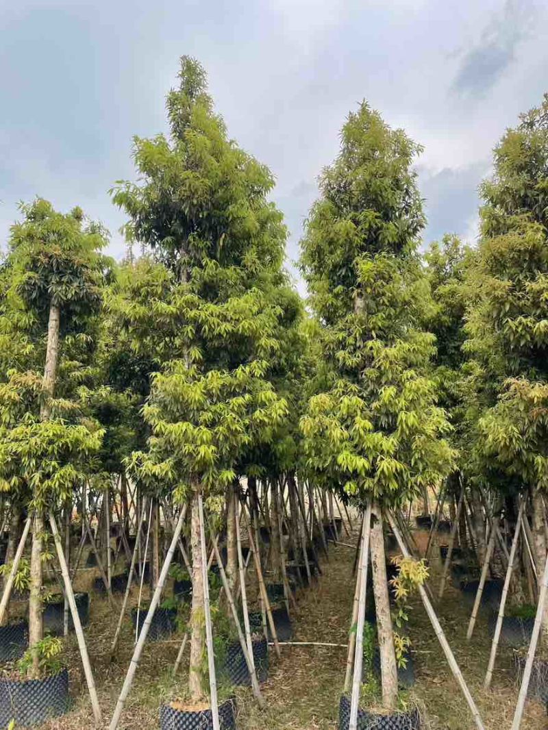金丝楠木3-25分，基地直销，价格优惠，大量现货，有意联系