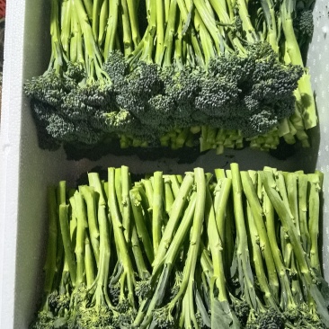云南大理西兰苔