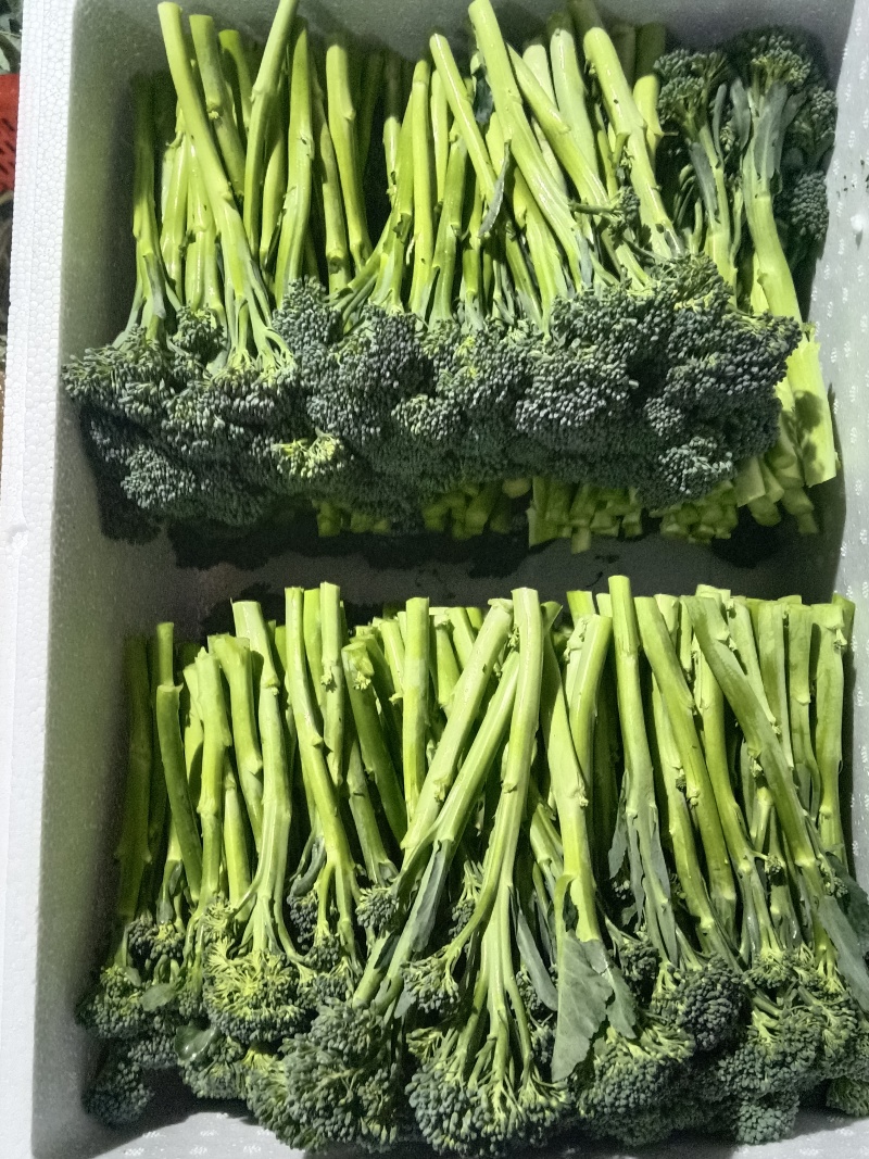 云南大理西兰苔