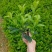 非洲茉莉7斤袋，10斤袋，白布袋，球形，基地直销，价格优惠