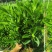 非洲茉莉7斤袋，10斤袋，白布袋，球形，基地直销，价格优惠