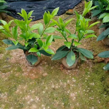 非洲茉莉7斤袋，10斤袋，白布袋，球形，基地直销，价格优惠