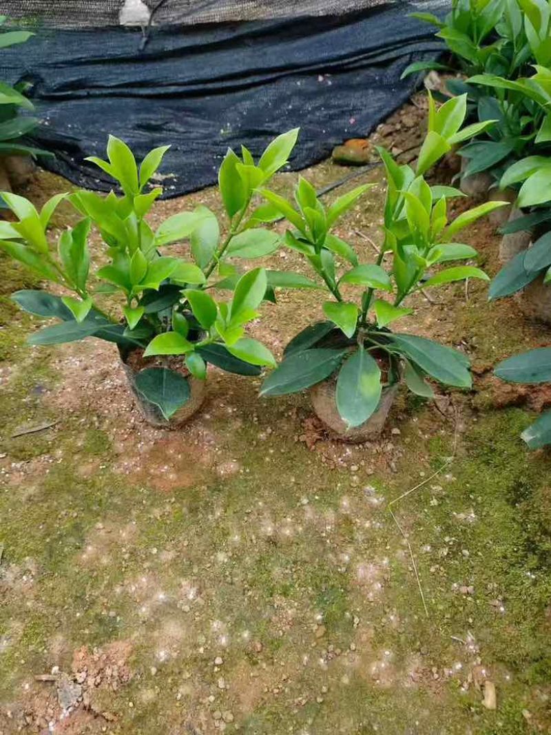 非洲茉莉7斤袋，10斤袋，白布袋，球形，基地直销，价格优惠