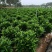 非洲茉莉7斤袋，10斤袋，白布袋，球形，基地直销，价格优惠