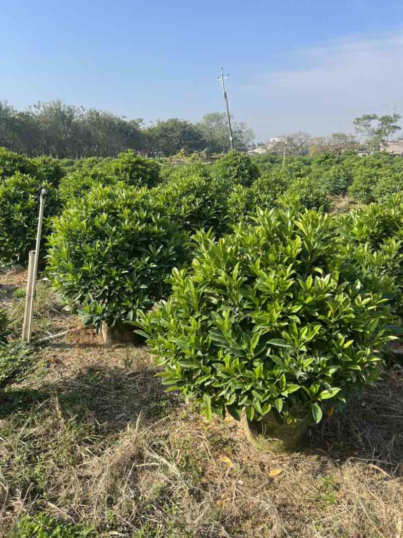 非洲茉莉7斤袋，10斤袋，白布袋，球形，基地直销，价格优惠