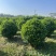 非洲茉莉7斤袋，10斤袋，白布袋，球形，基地直销，价格优惠