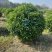 非洲茉莉7斤袋，10斤袋，白布袋，球形，基地直销，价格优惠