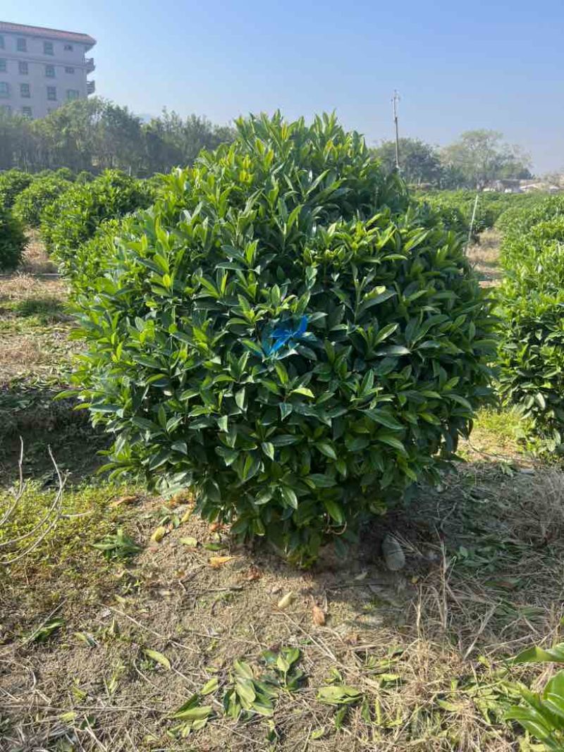 非洲茉莉7斤袋，10斤袋，白布袋，球形，基地直销，价格优惠