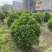 非洲茉莉7斤袋，10斤袋，白布袋，球形，基地直销，价格优惠