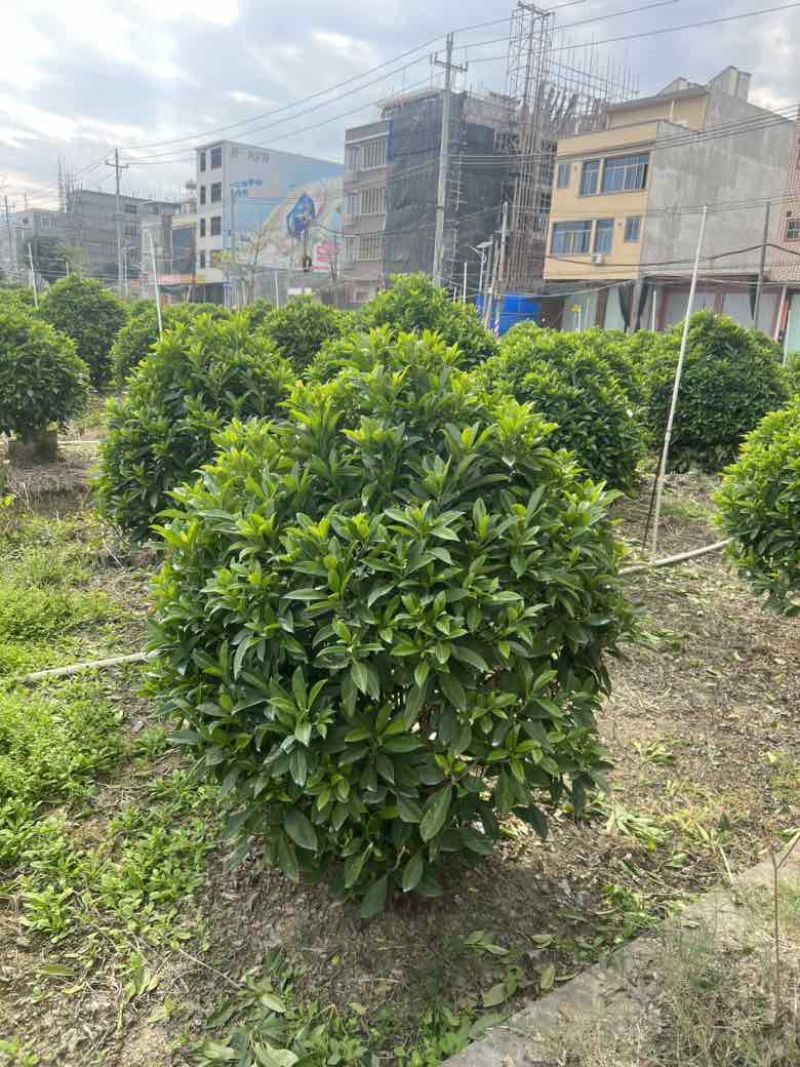 非洲茉莉7斤袋，10斤袋，白布袋，球形，基地直销，价格优惠