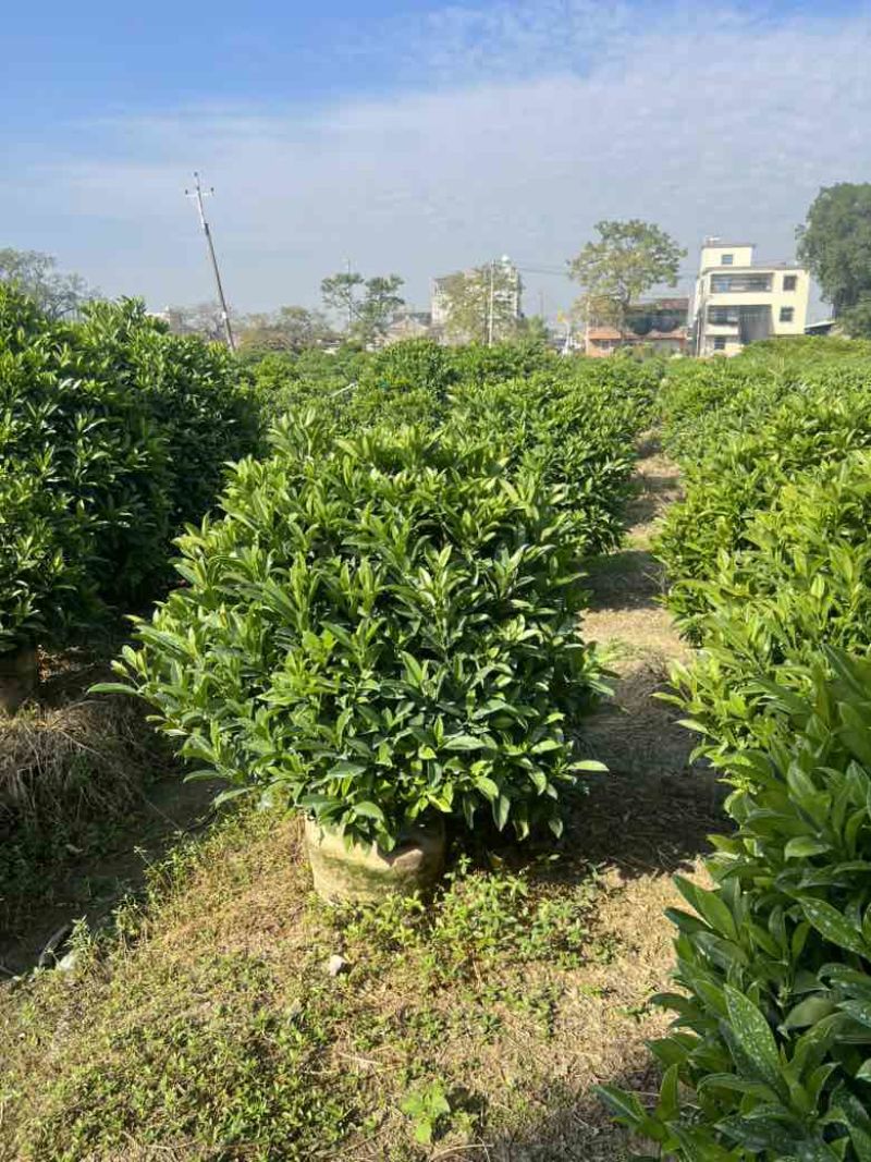 非洲茉莉7斤袋，10斤袋，白布袋，球形，基地直销，价格优惠
