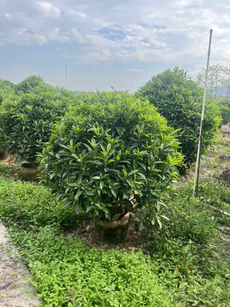 非洲茉莉7斤袋，10斤袋，白布袋，球形，基地直销，价格优惠