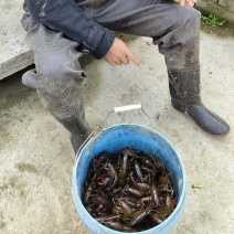 虾稻田野生非养殖小龙虾，4~5钱，6~7钱以及更大的龙虾