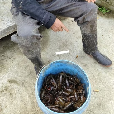 虾稻田野生非养殖小龙虾，4~5钱，6~7钱以及更大的龙虾