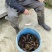 虾稻田野生非养殖小龙虾，4~5钱，6~7钱以及更大的龙虾