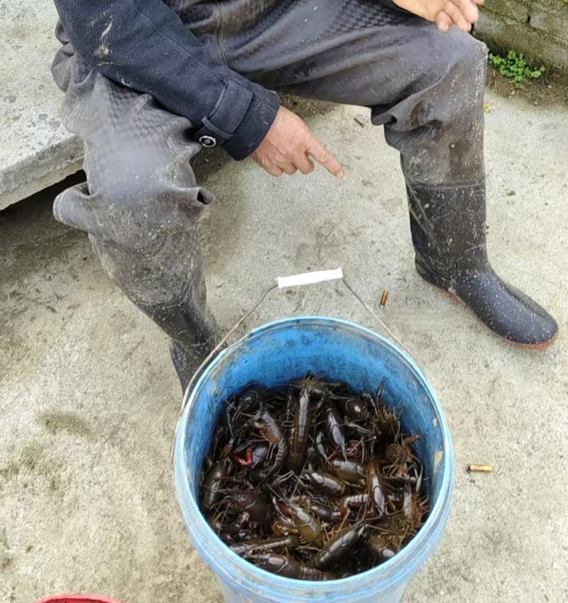 虾稻田野生非养殖小龙虾，4~5钱，6~7钱以及更大的龙虾