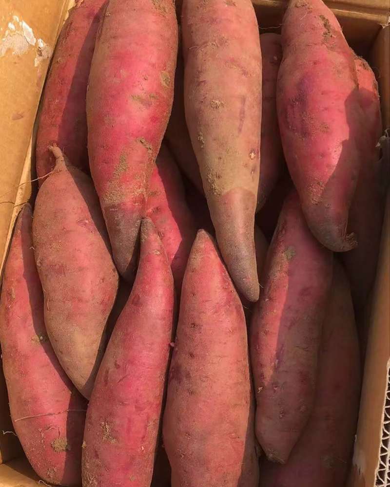 产地直发精品西瓜红蜜薯