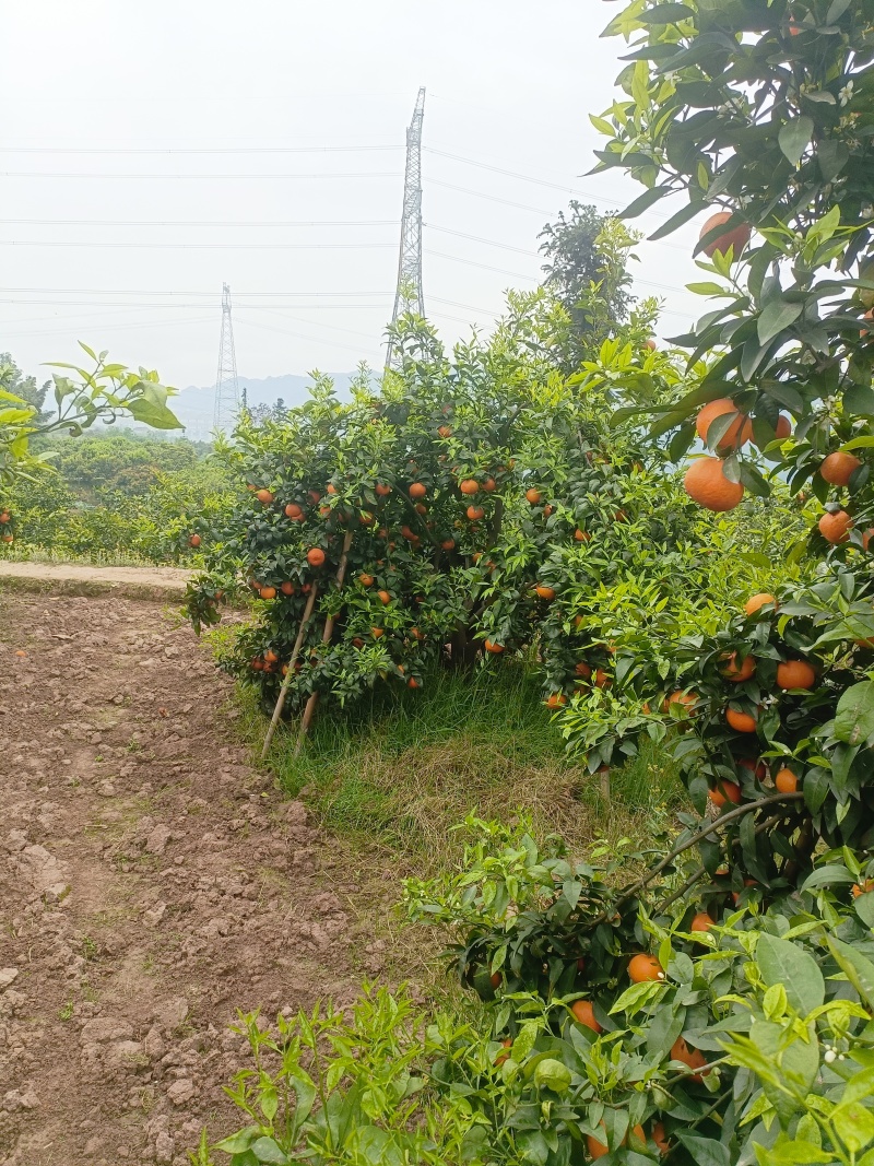 四川沃柑