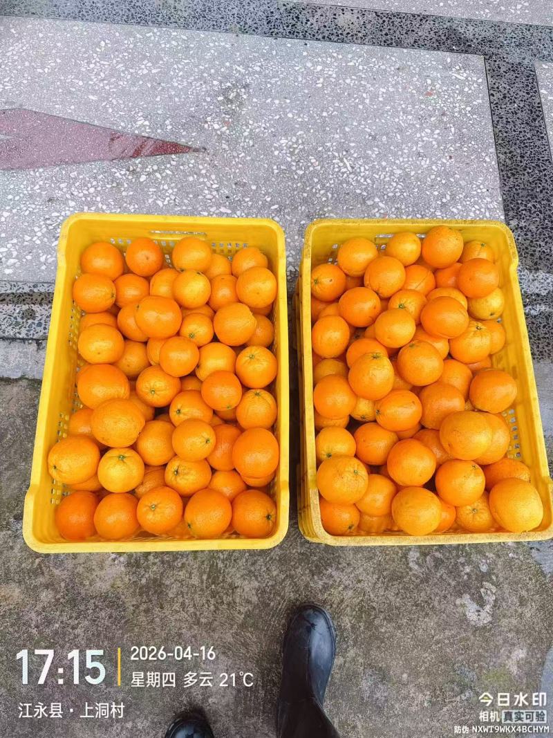 夏橙