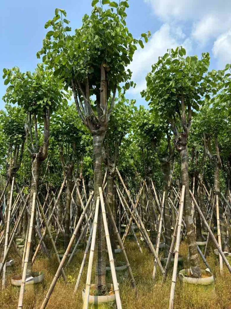 宫粉紫荆骨架8-25分，基地直销，价格优惠，大量现货