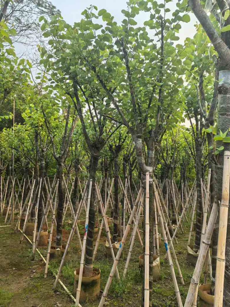 宫粉紫荆骨架8-25分，基地直销，价格优惠，大量现货