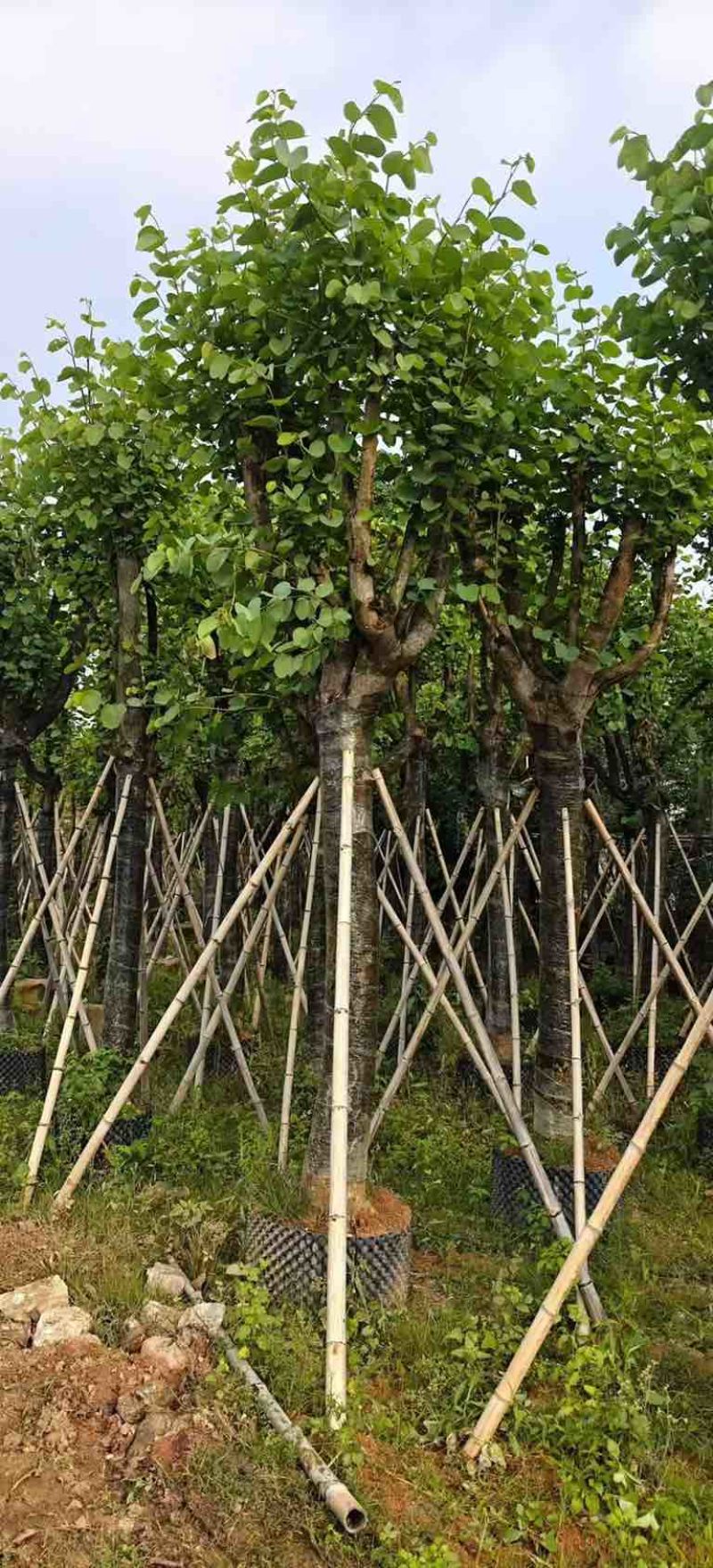 宫粉紫荆骨架8-25分，基地直销，价格优惠，大量现货