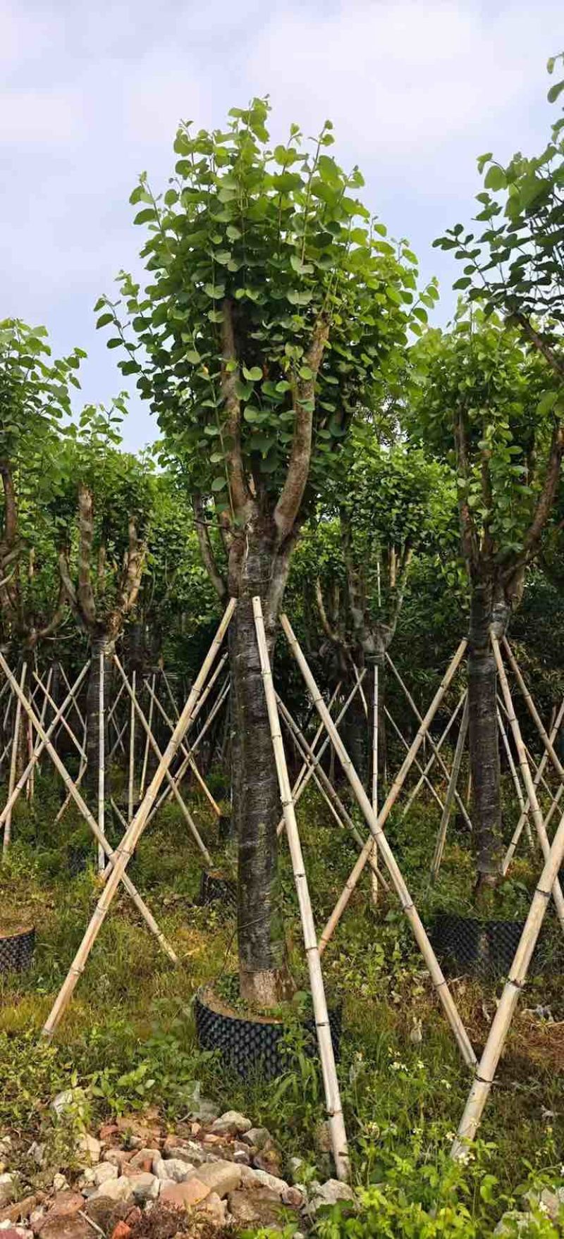 宫粉紫荆骨架8-25分，基地直销，价格优惠，大量现货
