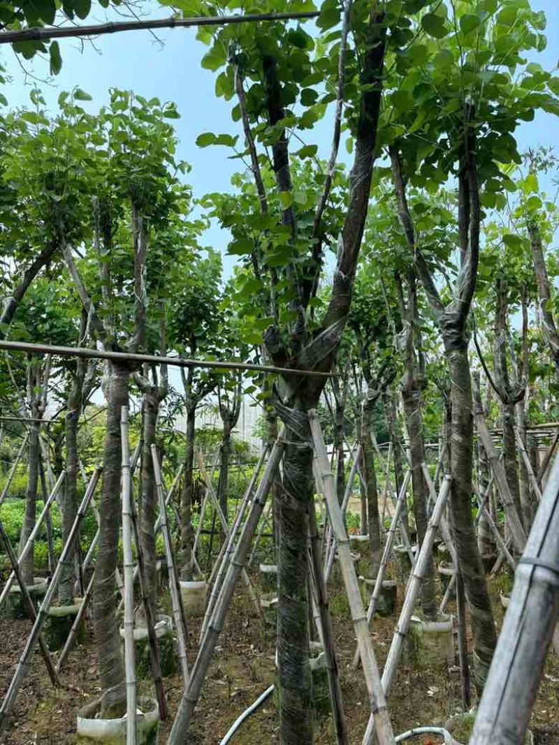 宫粉紫荆骨架8-25分，基地直销，价格优惠，大量现货