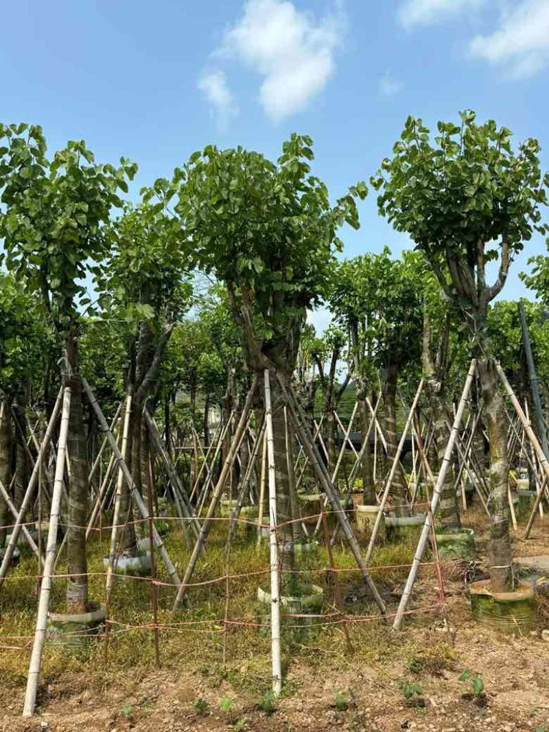 宫粉紫荆骨架8-25分，基地直销，价格优惠，大量现货