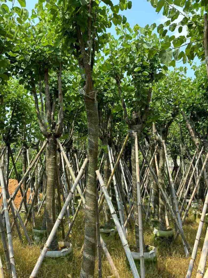 宫粉紫荆骨架8-25分，基地直销，价格优惠，大量现货