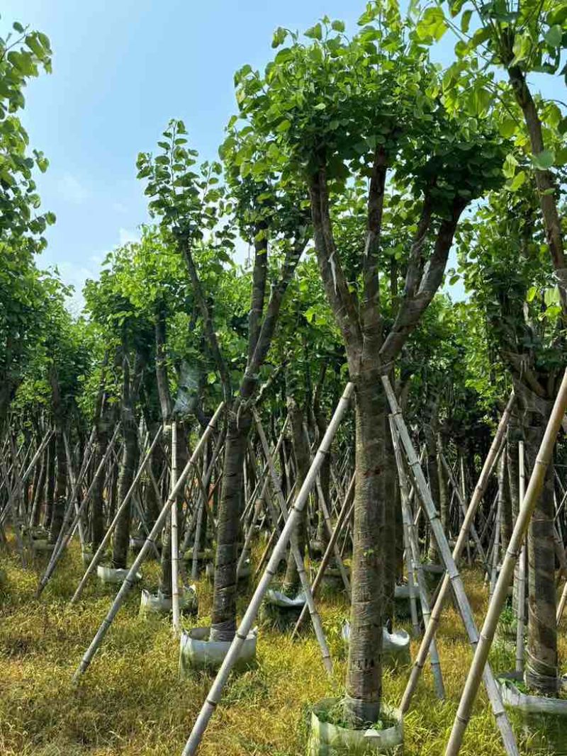 宫粉紫荆骨架8-25分，基地直销，价格优惠，大量现货