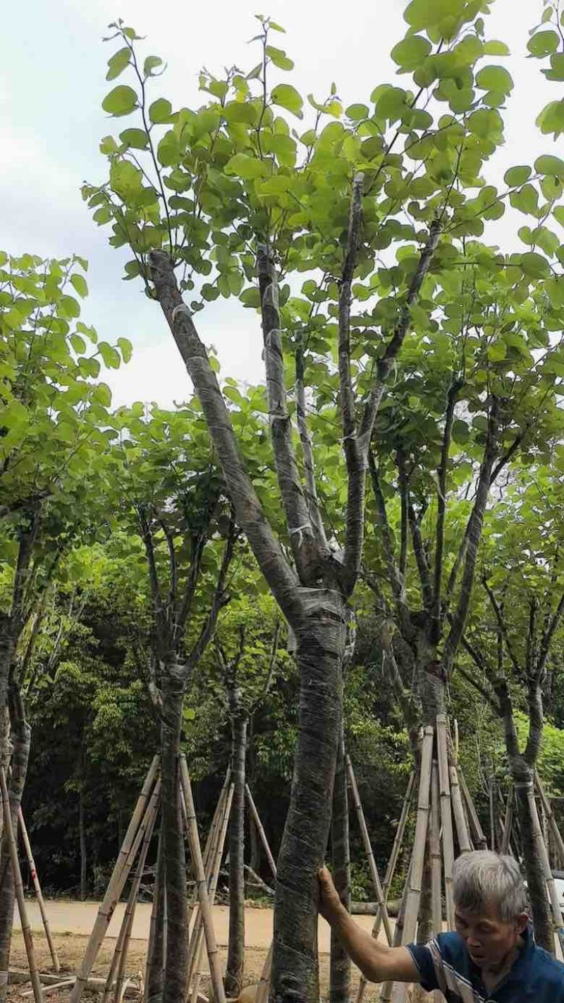 宫粉紫荆骨架8-25分，基地直销，价格优惠，大量现货