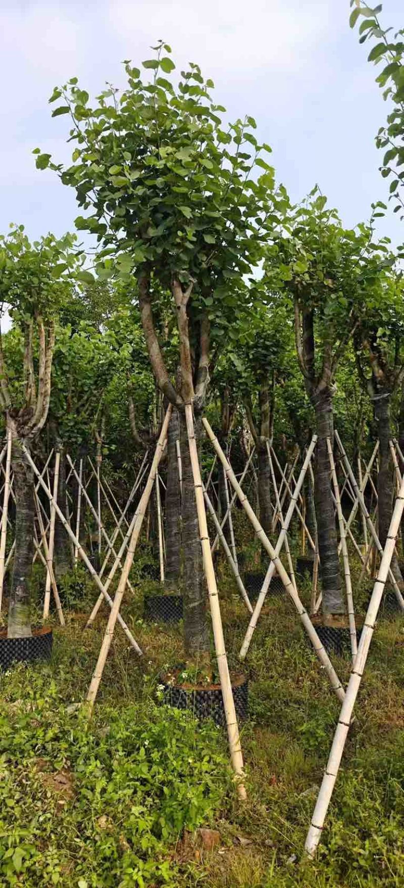 宫粉紫荆骨架8-25分，基地直销，价格优惠，大量现货
