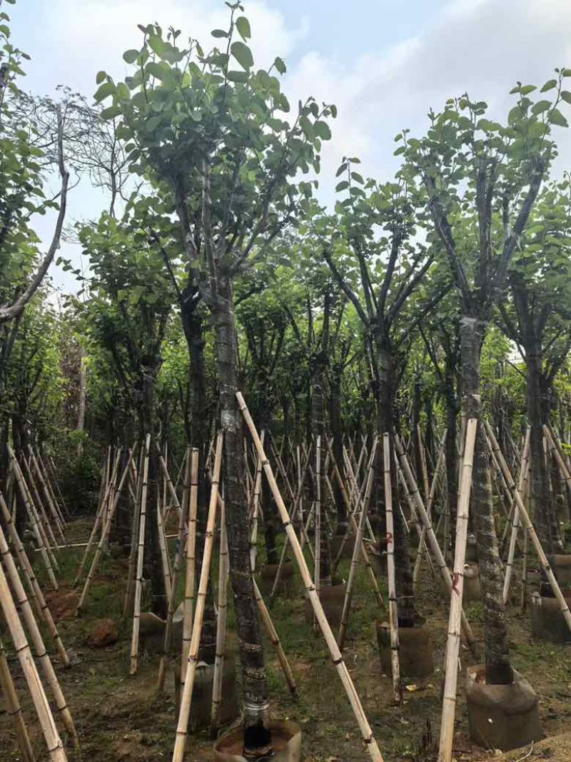 宫粉紫荆骨架8-25分，基地直销，价格优惠，大量现货