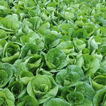 广东菜心，白菜，豆角