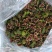 无花果果脯，果干，果条
