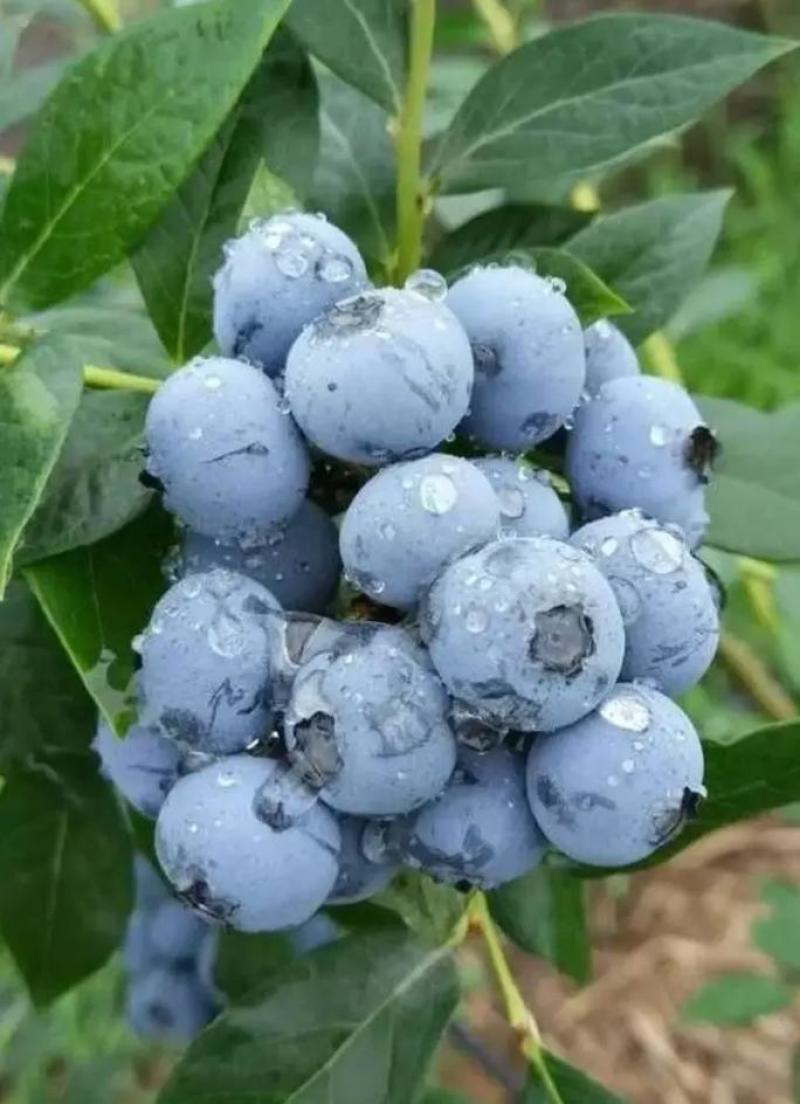山东蓝莓