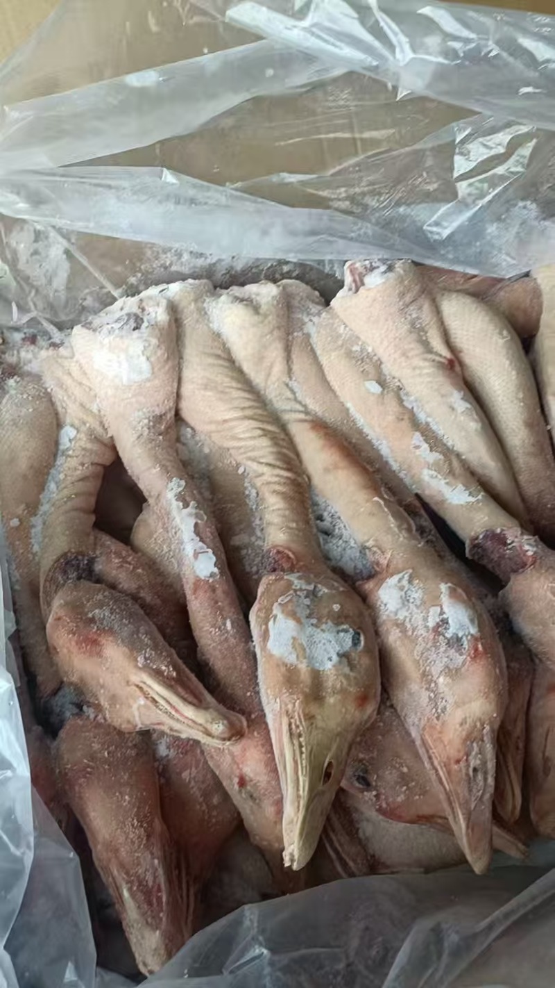 鹅头脖仔鹅工厂直发价格优惠